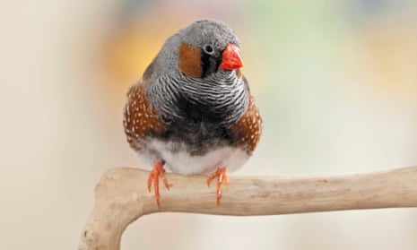 A zebra finch perches on a branch while looking to the side