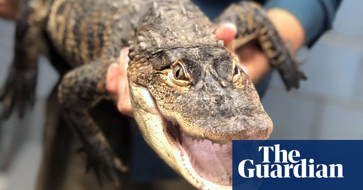 Florida man uses recycling bin to catch large alligator outside his house