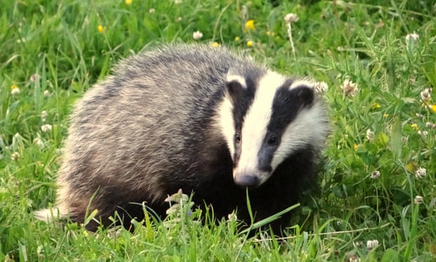 Badger watching, Dorset