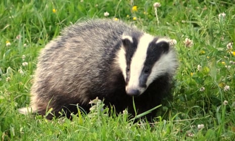 A badger foraging on a summer’s evening