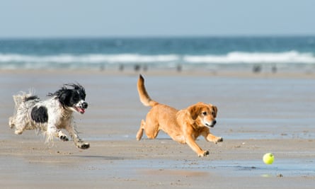Two dogs playing with a ball on the beach