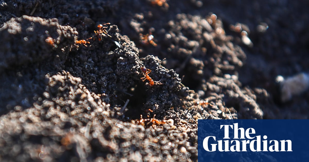 ‘Wildly toxic’ poison used on fire ants is killing native Australian animals, experts warn Senate inquiry | Australia news