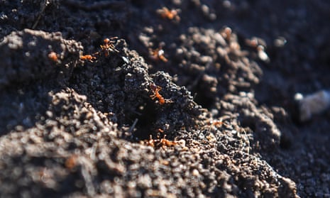 Fire ants on a Queensland cane farm