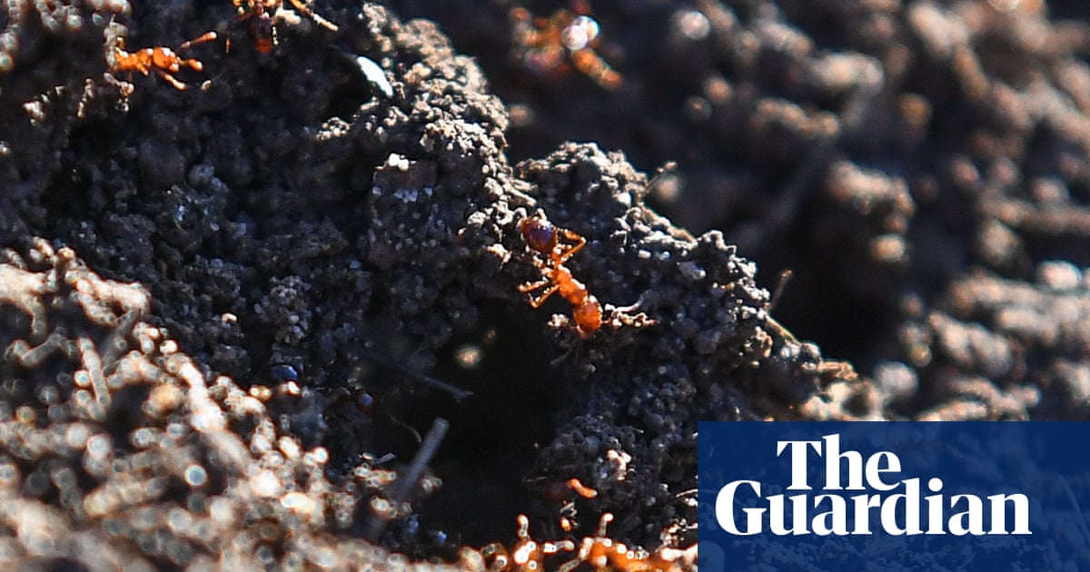 Experts say discovery of fire ants in Murray Darling Basin should be ‘ringing alarm bells’ | Australia news