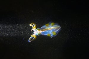 A squid swims late at night near the surface of the Mediterranean sea off the coast of the northern city of Batroun, Lebanon