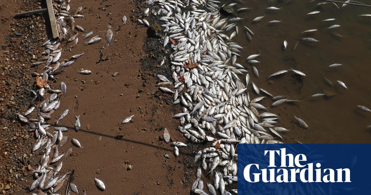 Cold weather blamed for killing thousands of bony herring in central west NSW lake | New South Wales Cold weather blamed for killing thousands of bony herring in central west NSW lake | New South Wales