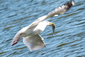 A seagull in flight with a fish in their beak