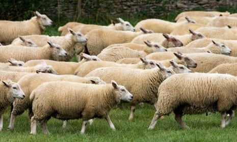 Flock of sheep in the Cotswolds, UK