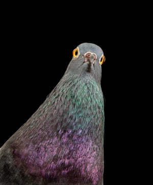 Fido/Googly Eye [Pigeon], 2016–19