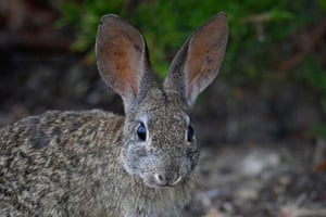 A brush rabbit in Pacific Grove, California, US