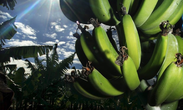 Banana crops