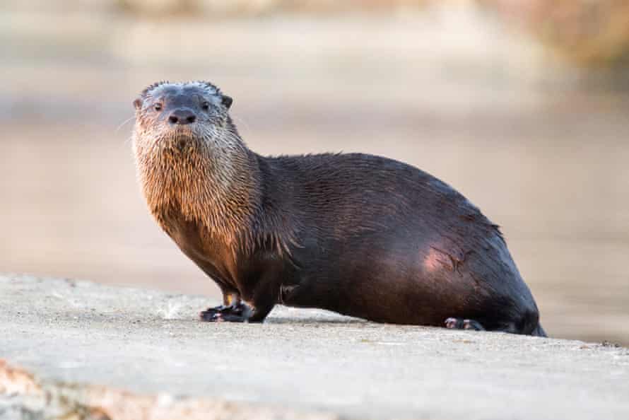 A river otter.
