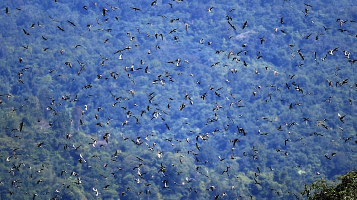 ‘I swapped my gun for binoculars’: India’s hunters turn to conservation 5190