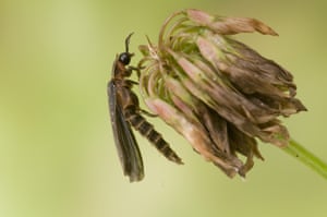 A common glow-worm resting on a flowerhead