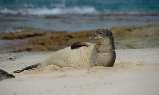 Over 47 tons of plastic found at US marine reserve – and an entangled seal Over 47 tons of plastic found at US marine reserve – and an entangled seal
