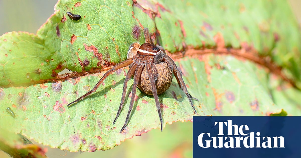 Country diary: a moment’s sympathy for the fen raft spider