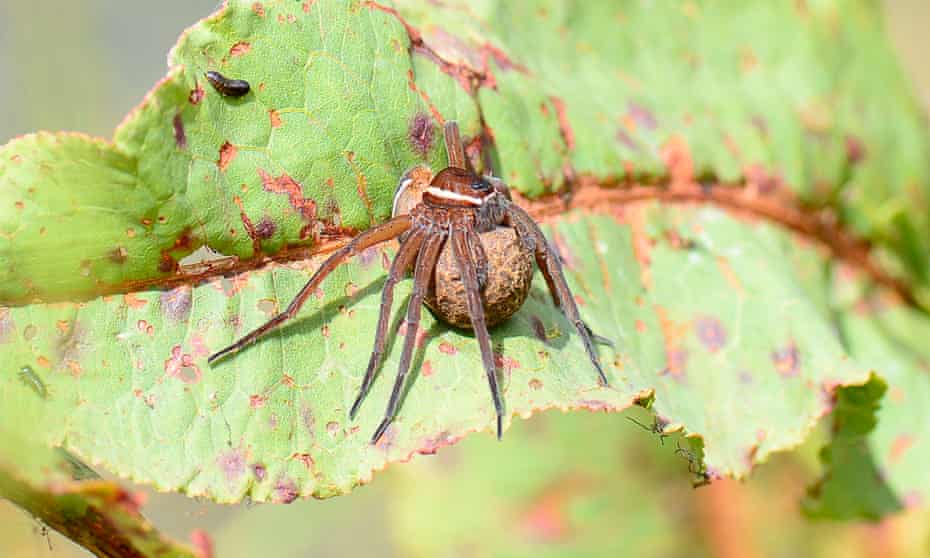 A fen raft spider draped over her egg sac at Castle Marsh