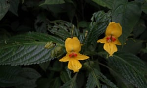 Impatiens lohitensis, one of 133 new plants discovered.