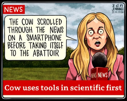 Ben Jennings on the tool-using cow – cartoon