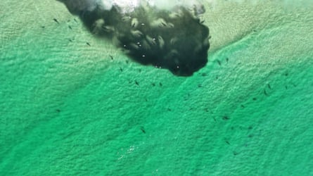 A huge school of baitfish and sharks near Byron Bay