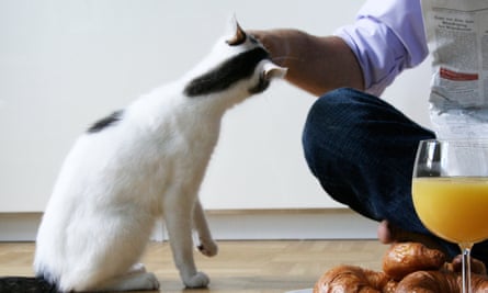 How Do You Know Your Cat Loves You Let Me Count 25 Ways Cats