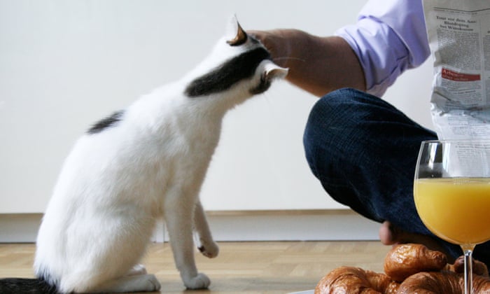 How Do You Know Your Cat Loves You Let Me Count 25 Ways Fay