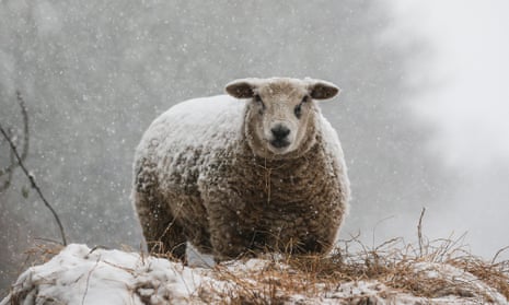 UK farmers fear the impacts of a no-deal Brexit would leave them out in the cold