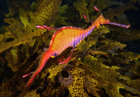 Weedy seadragon