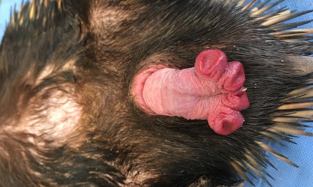The echidna penis has four heads, or glans