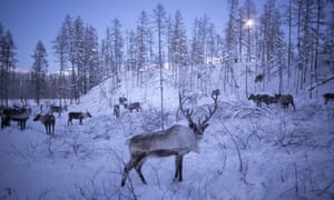 Reindeer culls are traditionally held in November and December, but the number of animals to be killed this year is expected to be much higher because of the threat of an anthrax breakout.