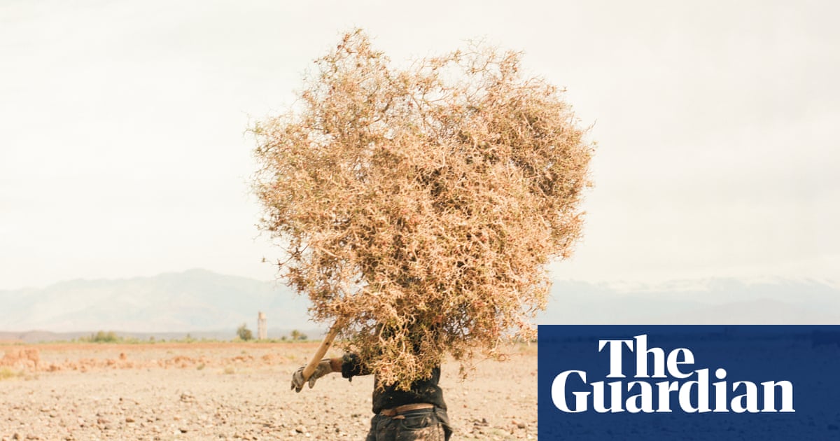 Where camels die of thirst: Morocco's oasis emergency in pictures