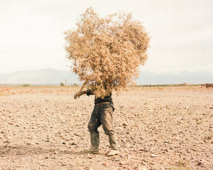 Where camels die of thirst: Morocco’s oasis emergency – in pictures
