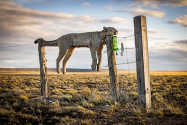 A dead puma laid out along a fence with its legs hanging down on either side