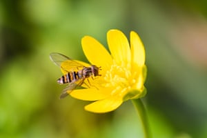 Marmalade hoverfly