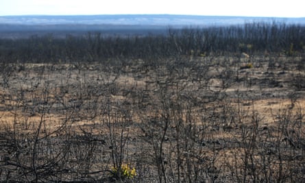 a landscape of thousands of blackened and burnt trees