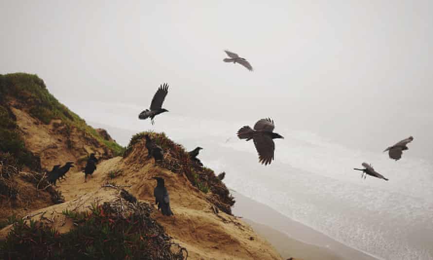 Ravens