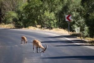 Wild goats, which are at risk of extinction, as they continue to live under protection in Tunceli, Turkey. Wild goats inhabiting Munzur Valley National Park sometimes graze in rocky and forested areas. Descending to the valley to mate and forage, the goats attract the interest of nature enthusiasts