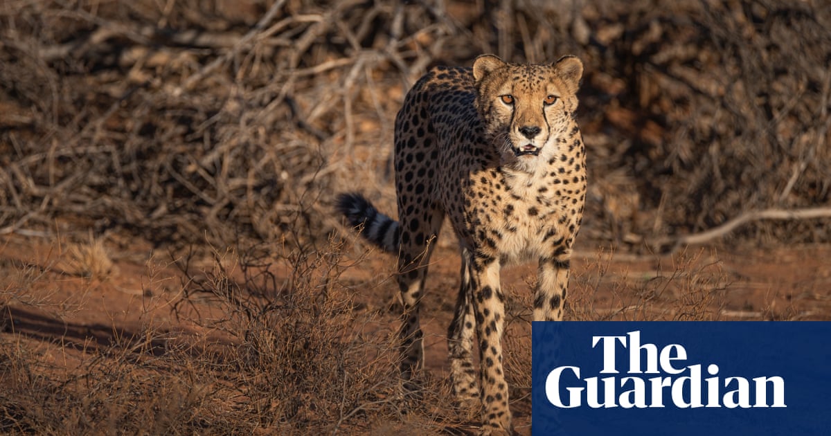 wild-cheetahs-to-return-to-india-for-first-time-since-1952