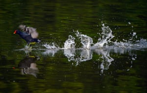 Uma galinha-d'água pousa no lago em Sefton Park, Liverpool, Reino Unido