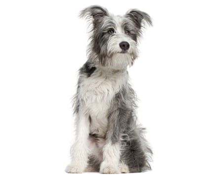 A small fluffy grey and white dog
