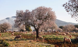 Versatile, handy and stress-free: why tailored holidays are again | Numerous Majorca 2 Spain, Balearic Islands, Majorca, Santanyi, Blossoming Almond trees (Prunus dulcis) with sheep