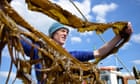 Kelp help? How Scotland's seaweed growers are aiming to revolutionise what we buy