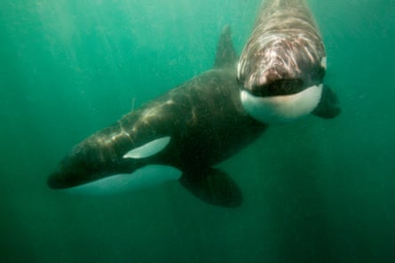 Two orcas swimming underwater