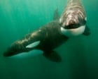 Orcas seen ramming prey so hard it explodes may be playing game