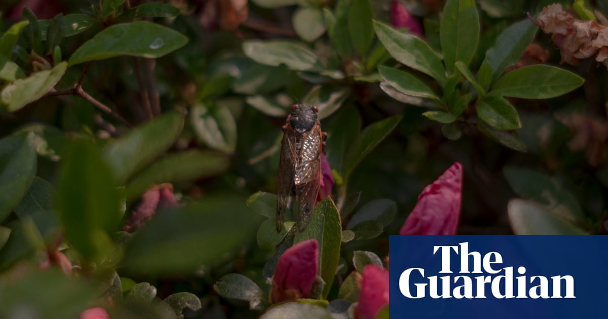 ‘This is a spectacular chorus’: walk into the cicada explosion
