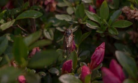 5/21/21, Columbia, Md.
Cicadas swarm the grounds of a home in Columbia, Md. on May 21, 2021.
Gabriella Demczuk / The Guardian