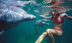 Woman swimming with dolphins.