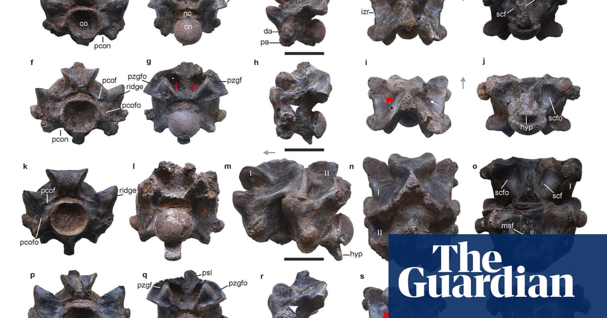 Fossil vertebrae unearthed in a mine in western India are the remains of one of the largest snakes that ever lived, a monster estimated at up to 15 me