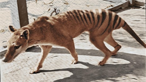 The controversial quest to bring back the Tasmanian tiger