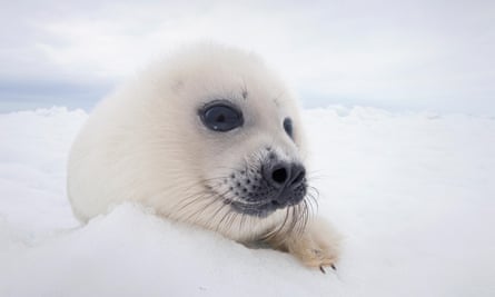 A harp seal pup lying on ice.